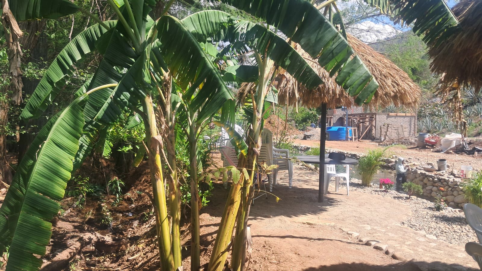 Jardín tropical de flores con palmeras y bordes de piedra