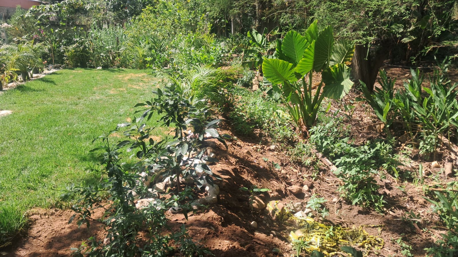 Jardín tropical de flores con palmeras y bordes de piedra
