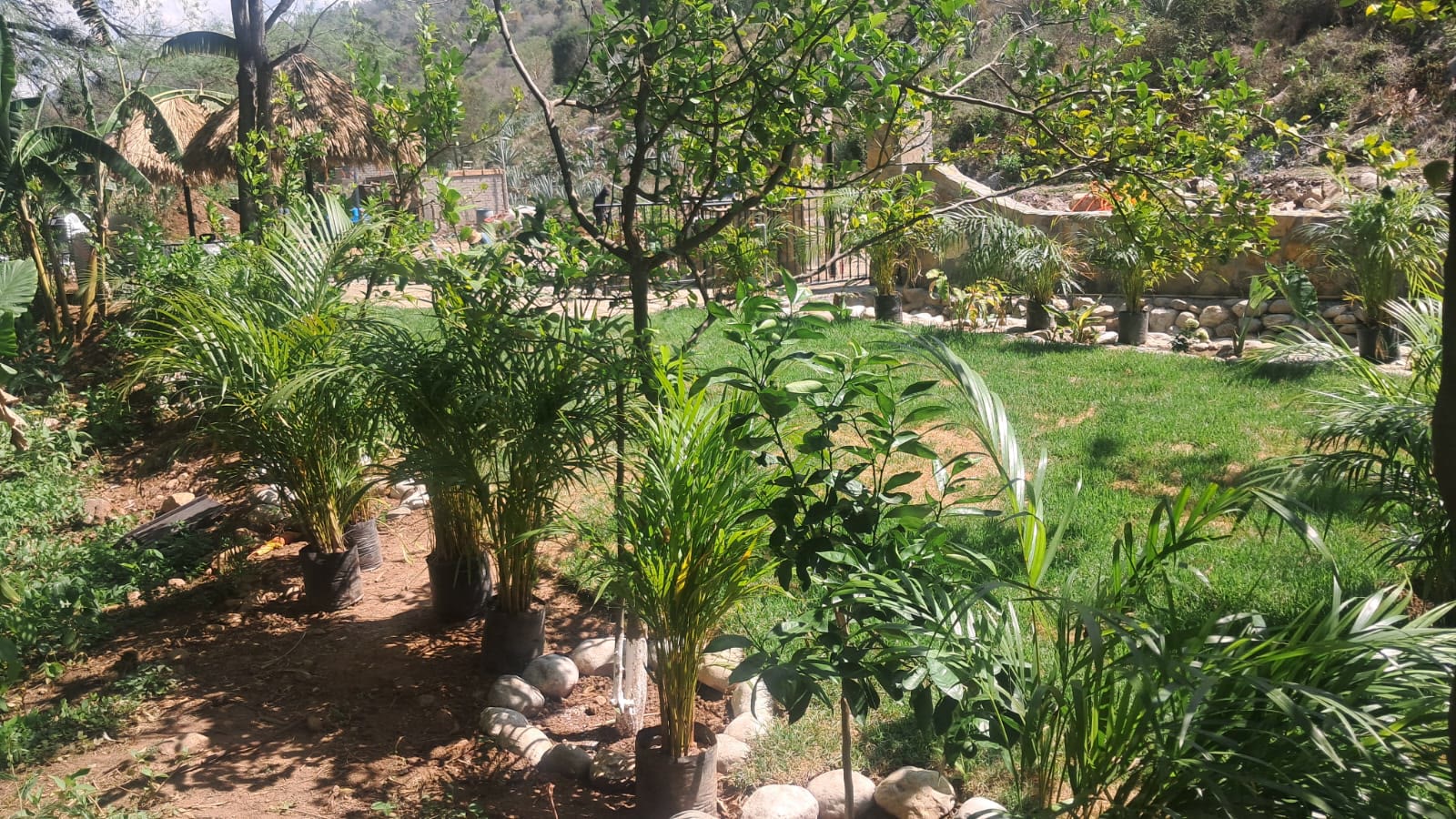 Macizos de flores y vegetación tropical en el jardín privado